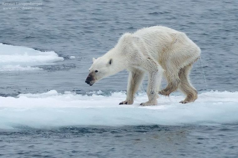 U carstvu polarnih medveda: Najtužniji prizor na svetu! (FOTO)