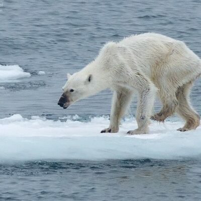 U carstvu polarnih medveda: Najtužniji prizor na svetu! (FOTO)