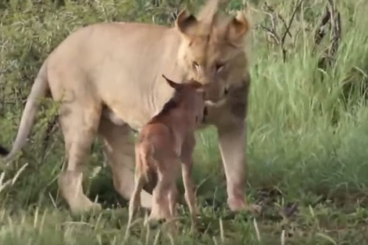 Zver nežnog srca: Lav odbranio lane od drugog lava! (VIDEO)