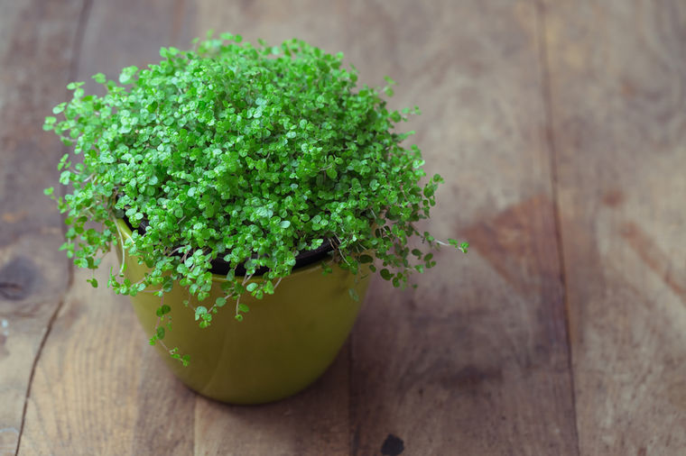 Kućna sreća, idealna biljka za dom: Veruje se da donosi veselje!