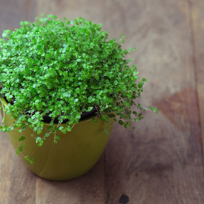 Kućna sreća, idealna biljka za dom: Veruje se da donosi veselje!