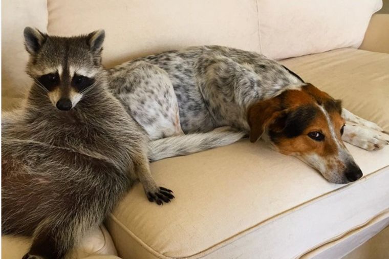 Usvojeni rakun misli da je pas: Nove neodoljive navike! (FOTO)