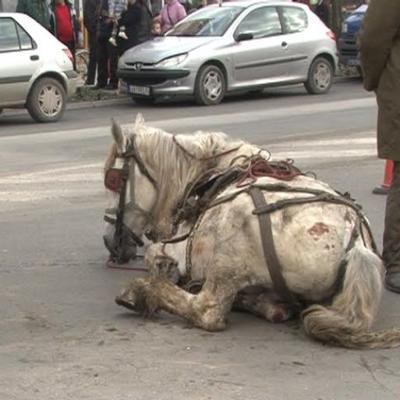 Osuđen na 6 meseci zatvora jer je tukao konja na sred Jagodine! (FOTO)