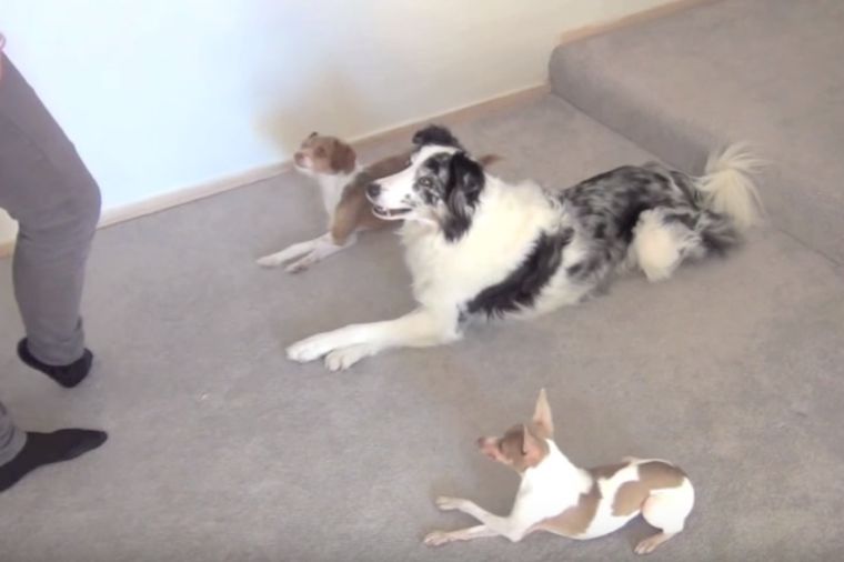 Dokaz da starog psa možeš da naučiš novim trikovima: Oduševiće vas ovi ljubimci! (VIDEO)