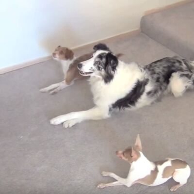 Dokaz da starog psa možeš da naučiš novim trikovima: Oduševiće vas ovi ljubimci! (VIDEO)
