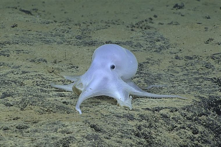 Naučnici pronašli novu vrstu: Neobična hobotnica na rekordnoj dubini (FOTO)