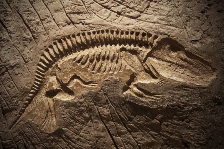 Fosil reptila star 250 miliona godina nađen u Brazilu: Doneo nove informacije o evoluciji dinosaursa
