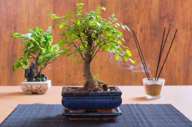 Mnogo više od običnog drveta: Kako se gaji Bonsai drvce
