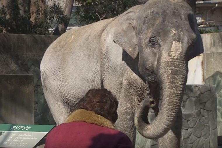 Usamljena u malom zoološkom vrtu: Uginula najstarija slonica u Japanu (VIDEO)