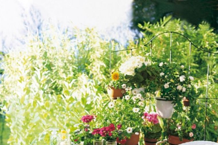 Najlepši ukras osunčanog balkona: 5 biljaka koje obožavaju svetlost i toplotu! (FOTO)