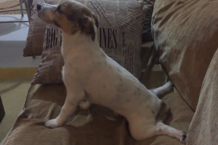 Pas odgledao horor film: Gorko se pokajao, i nasmejao ceo svet! (VIDEO)