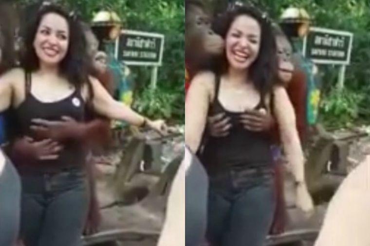 Znao je gde treba da stavi ruke: Orangutan pošteno ispipao turistkinju! (VIDEO)