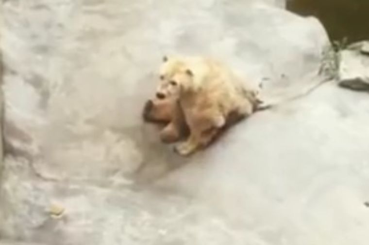 Tuga do neba: Patnja nesrećnog polarnog mede u beogradskom Zoo vrtu! (VIDEO)