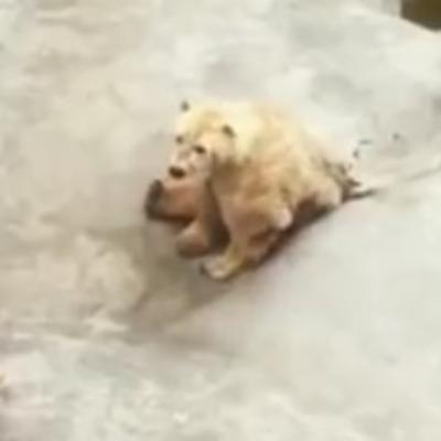 Tuga do neba: Patnja nesrećnog polarnog mede u beogradskom Zoo vrtu! (VIDEO)