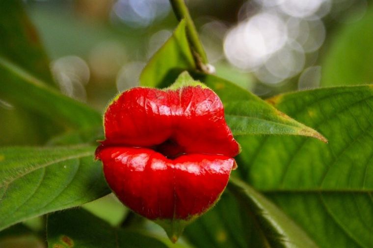 Poljubac majke prirode: Biljka ljudskih usana očarava svet! (FOTO, VIDEO)