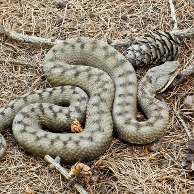 U Srbiji se pojavila najotrovnija afrička zmija: Jedan ujed može da ubije 5 odraslih ljudi!