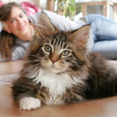 Kako mačke produžavaju život ljudima: Lekovite moći krznenih ljubimaca!