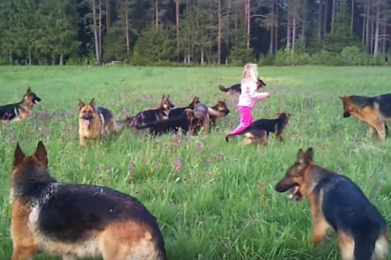 14 vučjaka okružilo dete: Ovaj snimak obišao je svet i to sa razlogom! (VIDEO)