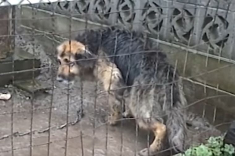 Pas bio u lancima 10 godina: Kada su ga oslobodili, nije znao šta ga je snašlo! (VIDEO)