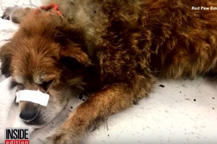 Inače miran pas je počeo da laje: Spasioci šokirani onim što su pronašli ispod njega! (VIDEO)