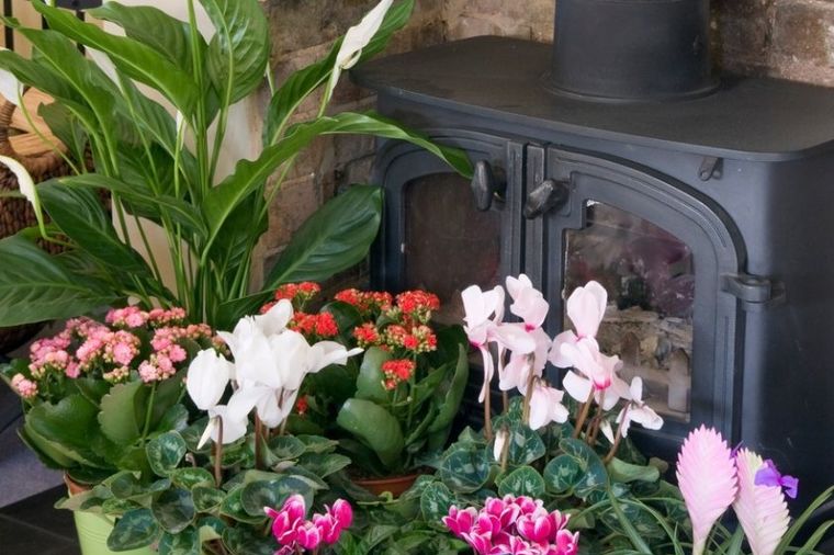 5 sobnih biljaka koje cvetaju samo zimi: Čiste vazduh, obavezne u svakom domu! (FOTO)