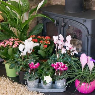 5 sobnih biljaka koje cvetaju samo zimi: Čiste vazduh, obavezne u svakom domu! (FOTO)