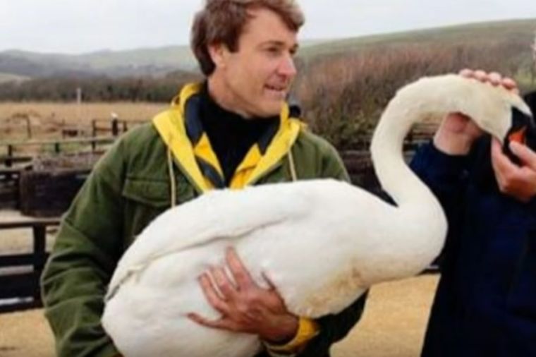 Pomogao povređenom labudu: Nesrećna životinja mu se odužila na neverovatan način! (VIDEO)