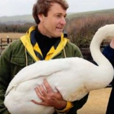 Pomogao povređenom labudu: Nesrećna životinja mu se odužila na neverovatan način! (VIDEO)