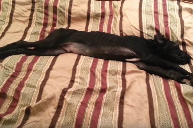 Psa iznenada probudili usred noći: Njegova reakcija postala hit na internetu! (VIDEO)