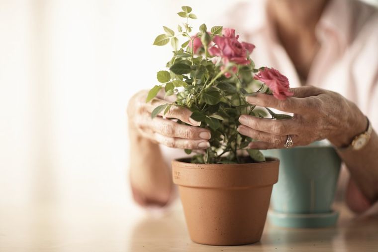 Kako da biljku vratite u život: Lek za propalo cveće, provereno radi!