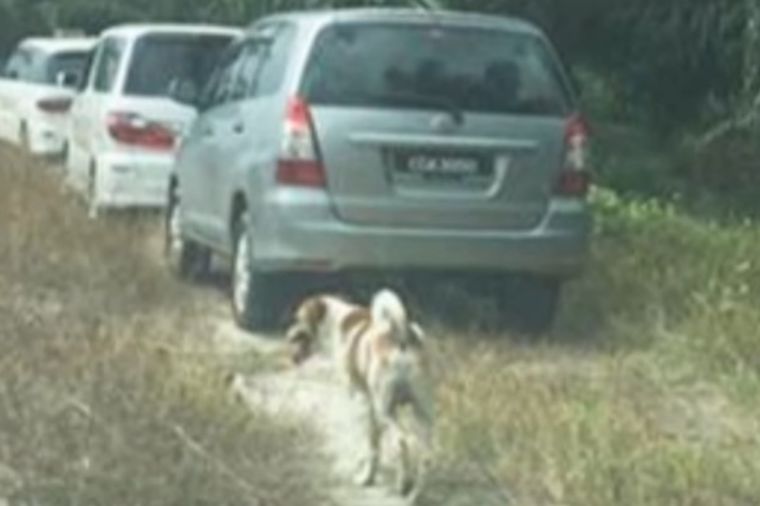Pas je kilometrima pratio povorku: Priča od koje bi i kamen pustio suzu! (VIDEO)