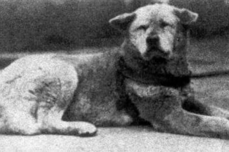Priča o najvernijem psu na svetu: Milioni su žalili nad njegovom sudbinom! (FOTO)
