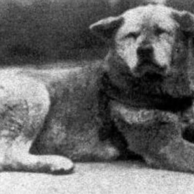 Priča o najvernijem psu na svetu: Milioni su žalili nad njegovom sudbinom! (FOTO)