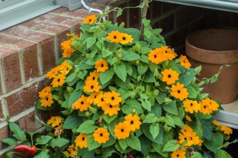 Crnooku Suzanu svaka kuća treba da ima: Ovaj cvet vas čuva od zlobnih komšija! (FOTO)