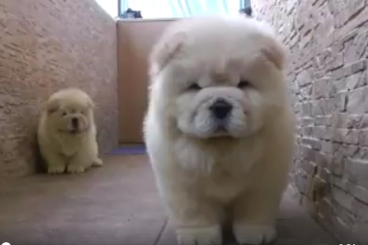 Zašto je 7 miliona ljudi pogledalo ovaj video: Dva najslađa šteneta ikada! (VIDEO)