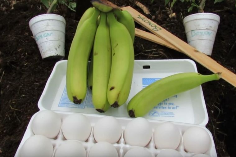 Stavio je bananu i jaje u zemlju: Neverovatan efekat oduševio sve koji su probali! (VIDEO)