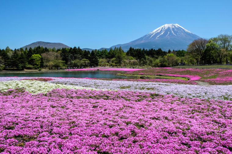 Najlepši ružičasti tepih od cveća: Nestvarno lep prizor koji oduzima dah! (FOTO, VIDEO)