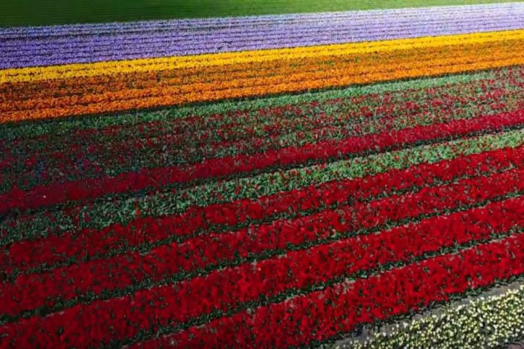 Nestvarna lepota prirode: Holandiju krasi najraskošnije polje lala na svetu! (VIDEO)