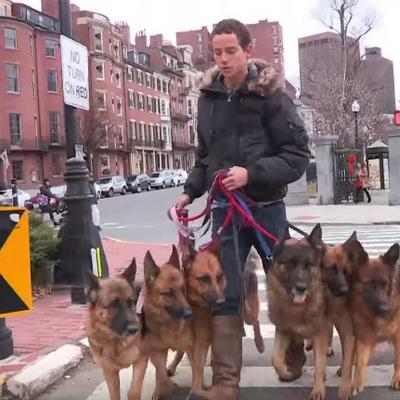 Šetao 6 pasa: Kada im je skinuo povodac, prolaznici ostali u šoku! (VIDEO)
