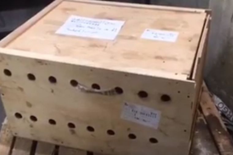 Misteriozna kutija stajala 7 dana na aerodromu: Osoblje se šokiralo kada su je otvorili! (VIDEO)