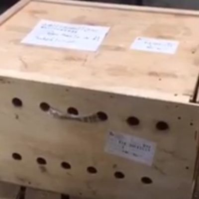 Misteriozna kutija stajala 7 dana na aerodromu: Osoblje se šokiralo kada su je otvorili! (VIDEO)