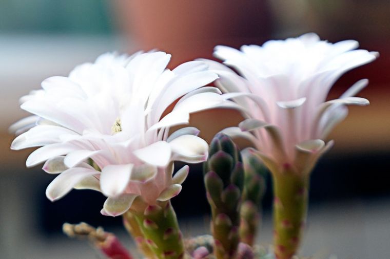 Svaka kuća treba da ima bar jedan: Ovo je najtraženiji cvet na celom svetu! (FOTO)