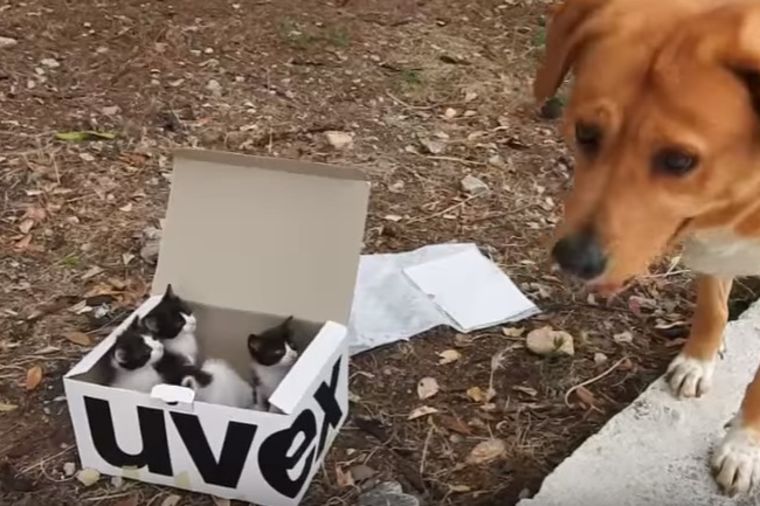 Pas pronašao kutiju sa napuštenim mačićima: Vlasnicima priredio šok života! (VIDEO)