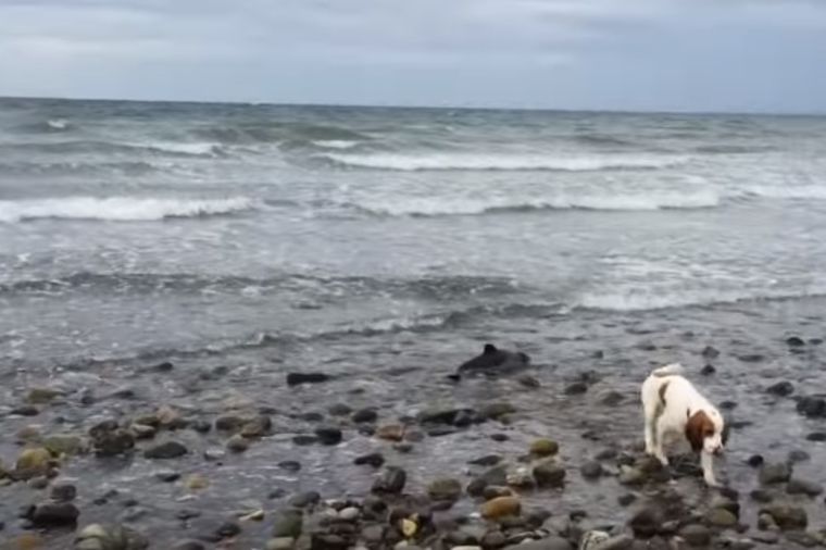 Pas se zatrčao u more i počeo da laje: Vlasnik shvatio jezivu istinu! (VIDEO)