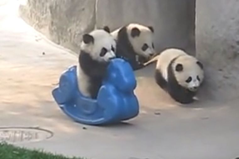 Pandama ubacili plastičnog ponija: Nešto najslađe što ćete videti danas! (VIDEO)
