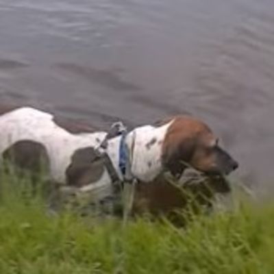 Pas plivao u ribnjaku nakon uragana: Vlasnica u sekundi shvatila jezivu istinu! (VIDEO)