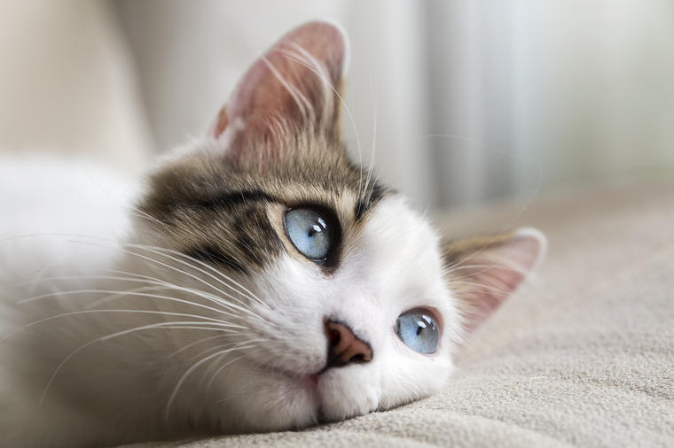 10 životnih lekcija koje možete naučiti od vaše mačke!