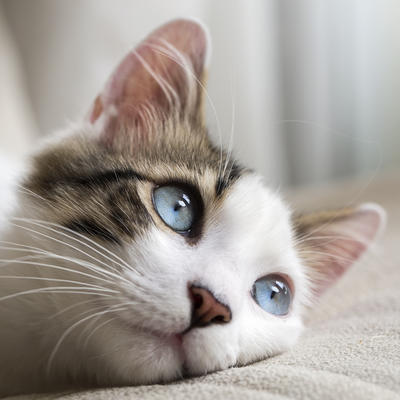 10 životnih lekcija koje možete naučiti od vaše mačke!