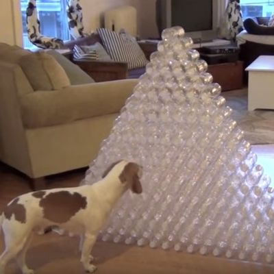 Od plastičnih flaša napravio piramidu: Njegov pas mu jasno stavio do znanja šta misli o njoj! (VIDEO)
