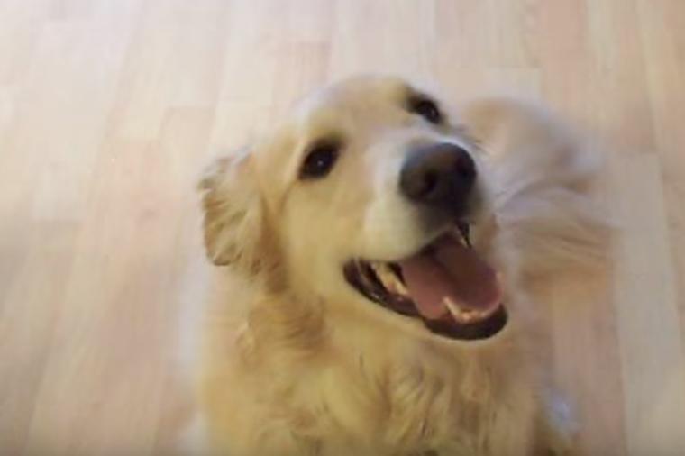 Kada retriver čuje jednu reč, radi nešto neverovatno: Čudo od psa! (VIDEO)